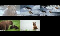 Thumbnail of Bear cams 2025 BFL-RF-KRV-RW