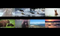 Thumbnail of Katmai Fat Bear Viewing (Minus Brooks Falls)