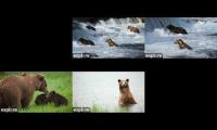 Thumbnail of Katmai Bear Cams 2026
