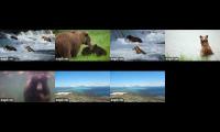 Thumbnail of Katmai Bear -  All Cams