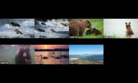 Thumbnail of 2026 Brooks Brown Bears