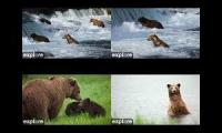 Thumbnail of Katmai Bear Cams 2026