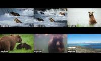 Thumbnail of Katmai bears 2026 Multi for your enjoyment