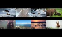 Thumbnail of Bears Are Back In Town 2026!!