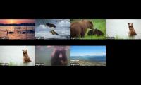 Thumbnail of Brown Bear Cams 2026 Katmai