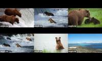 Thumbnail of Bear cams 2025 BFL-RF-KRV-RW-UW-DM