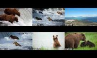 Thumbnail of Bear Cams BF-BFL-RF-RW-KRV-DM