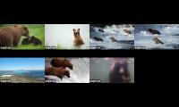 Thumbnail of Brooks Falls live (2026-06-23, 7-cam block)