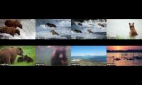 Thumbnail of all bear cams including dumpling mtn and naknek