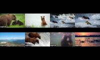 Thumbnail of Brooks Falls live (2026-06-23, 8-cam block)
