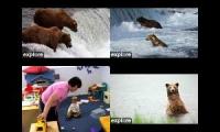 Thumbnail of My Brooks Falls Bear Cams