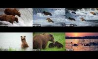 Thumbnail of Katmai Bear cams 2026 BF-BFL-RF-RW-KRV-NN