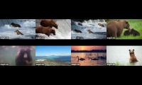 Thumbnail of Bears Are Back In Town 2026!!