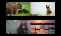 Thumbnail of Bear Cams KRV RW UW NK