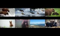 Thumbnail of Brooks Falls and Fairbanks Muskox