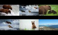 Thumbnail of Katmai National Park bear cams BF, Riffles, KRV, BFL, River Watch & Dumpling
