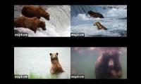 Thumbnail of Katmai Salmon Fishing Multiplied 2026