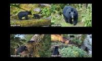 Thumbnail of tongass national forest bear camx4