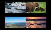 Thumbnail of Katmai Nature Multiplied 2026