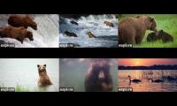 Katmai Bears Brooks Falls 2026