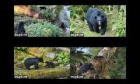Thumbnail of Anan Bear Cam - 2026