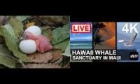 Thumbnail of Amazingearthanimalslivestream