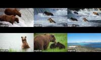 Thumbnail of brooks bears: main . low . riffles . kats . river watch . dumpling