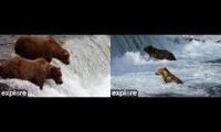 Thumbnail of TBW Katmai bears 2026 BF BFL