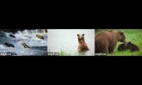 Katmai River Views Live 2026