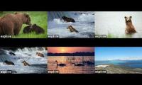 Thumbnail of Brooks Falls Bears 2026