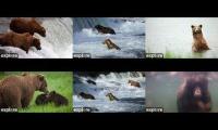 Thumbnail of Brooks Falls Bear Cams