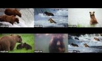 Thumbnail of Katmai Bear Season is LIVE!!