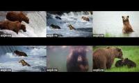 LIVE Brooks Falls - Katmai National Park, Alaska | explore.org