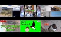 Thumbnail of Amazingearthanimalslivestream