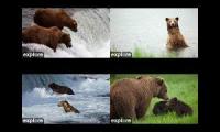 Thumbnail of LIVE Brooks Falls - Katmai National Park, Alaska