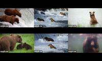 Thumbnail of 2026 big big bear cams