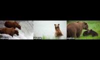 Thumbnail of Katmai Bear Season is LIVE!!