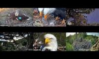 Thumbnail of Newest Eagle Cam Mashup