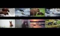 Thumbnail of The Bears Of Katmai National Park
