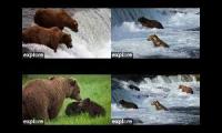 Thumbnail of Katmai Bears 26 ARobin