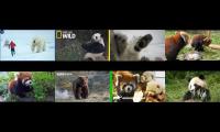 Thumbnail of Polar Bears Red Pandas Giant Pandas & Brown Bears