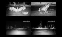 Thumbnail of Savanna Nightjar Rooftop Nesting LIVE1~4
