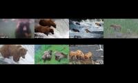 sonic bear cams 2026