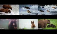 Thumbnail of 2026 Brown bear cams