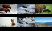 Thumbnail of Bears at Katmai Park cams