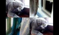 Thumbnail of 4 angry cat British Shorthiar