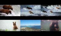 Thumbnail of Brooks_Lodge_Bears_2026
