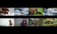 The Bears Of Katmai National Park