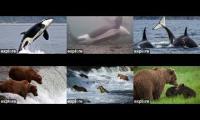 Whales and Bears oh my!