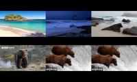 Thumbnail of A cool Beach,huts and Bears COOL!